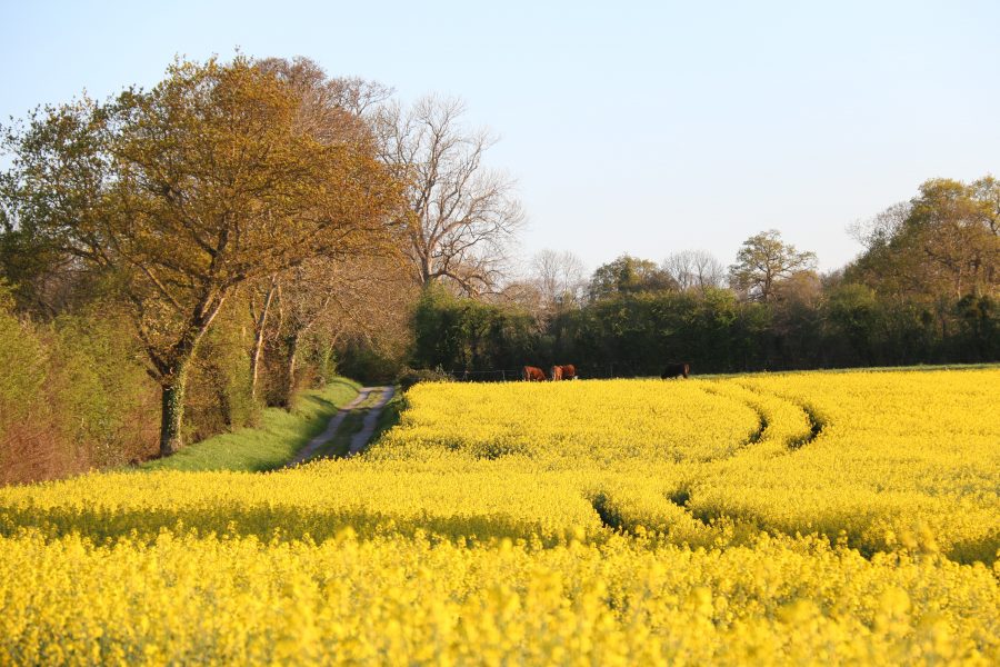 Haie et paysage bocager étudiés dans le cadre du projet ECOTONES à Merville-Franceville